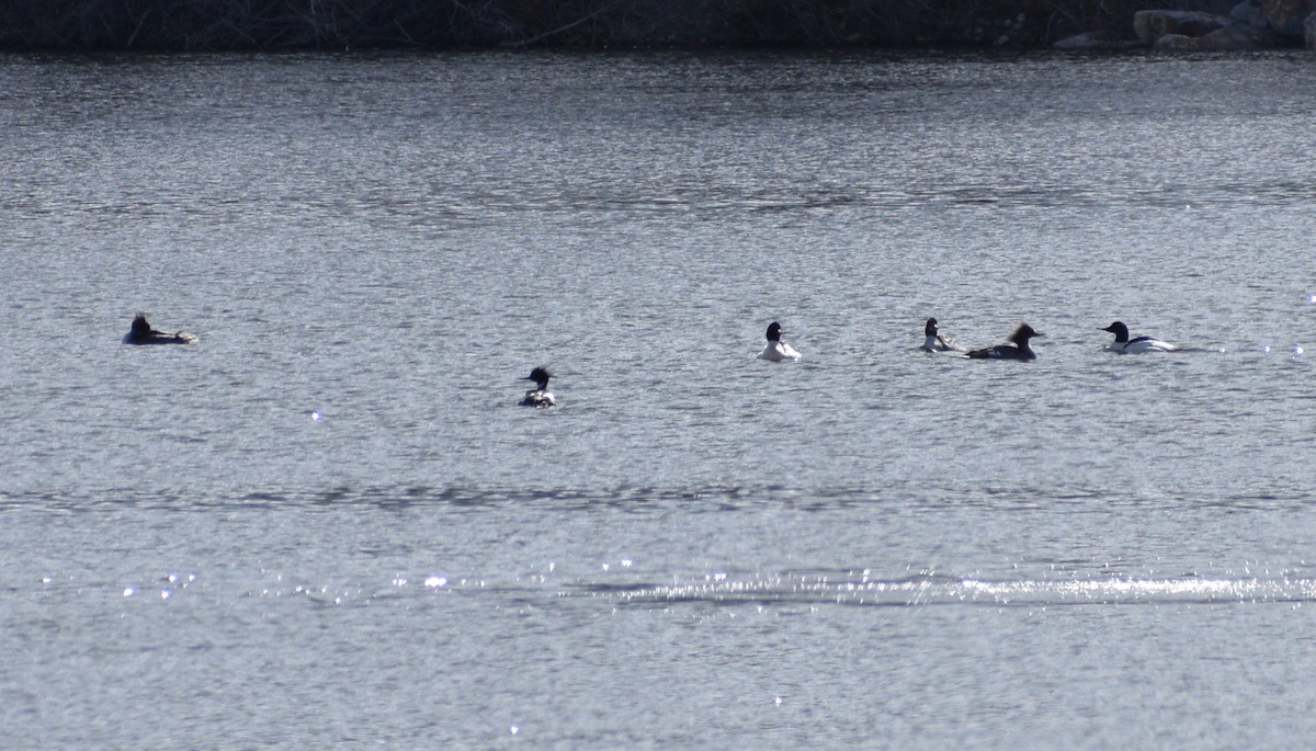 Red-breasted Merganser - ML555605001