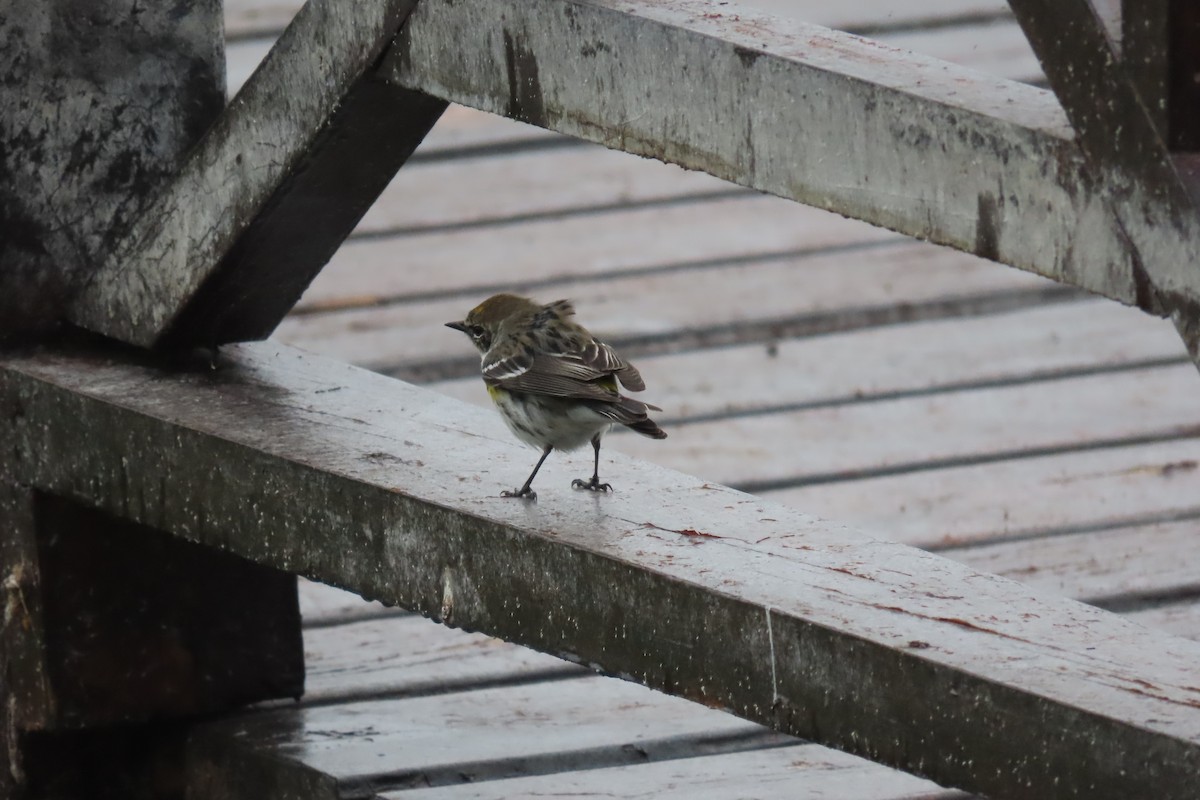 Yellow-rumped Warbler (Myrtle) - ML555605131