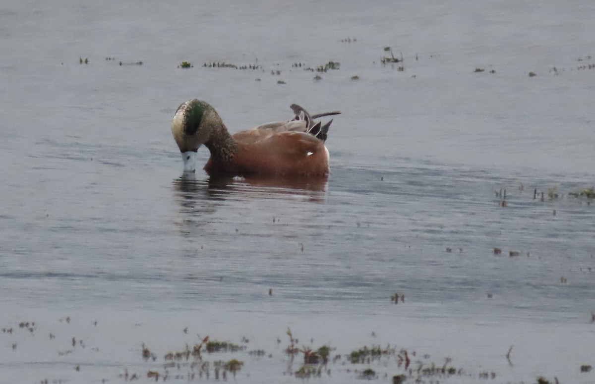 American Wigeon - ML555605551