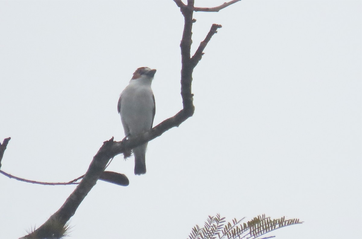 Black-crowned Tityra - ML555605721