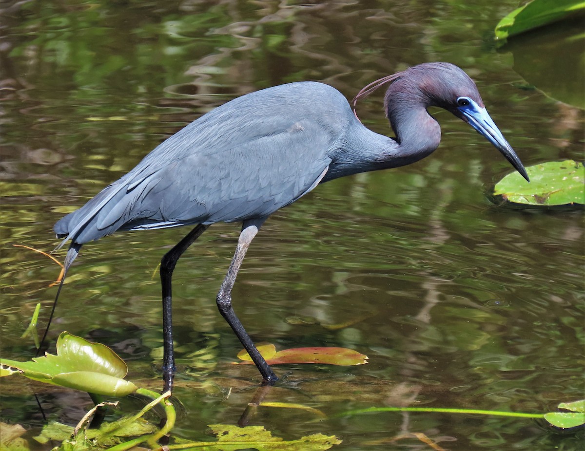 Little Blue Heron - ML555606421