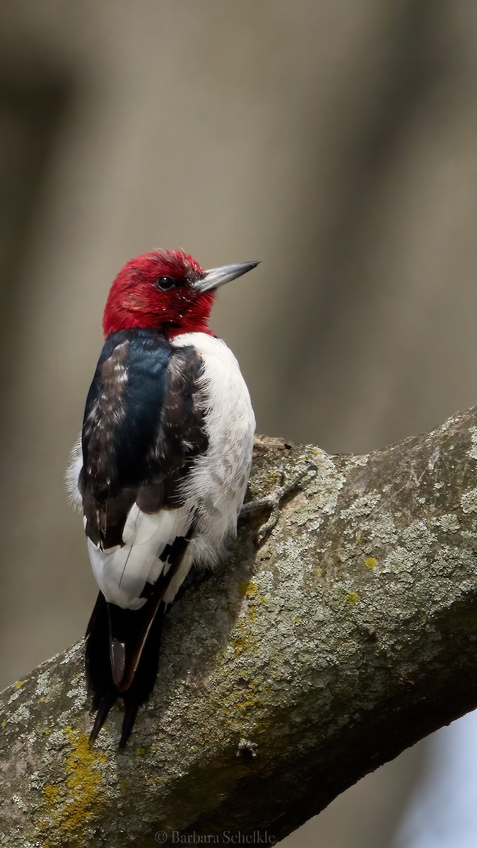 Red-headed Woodpecker - ML555607571