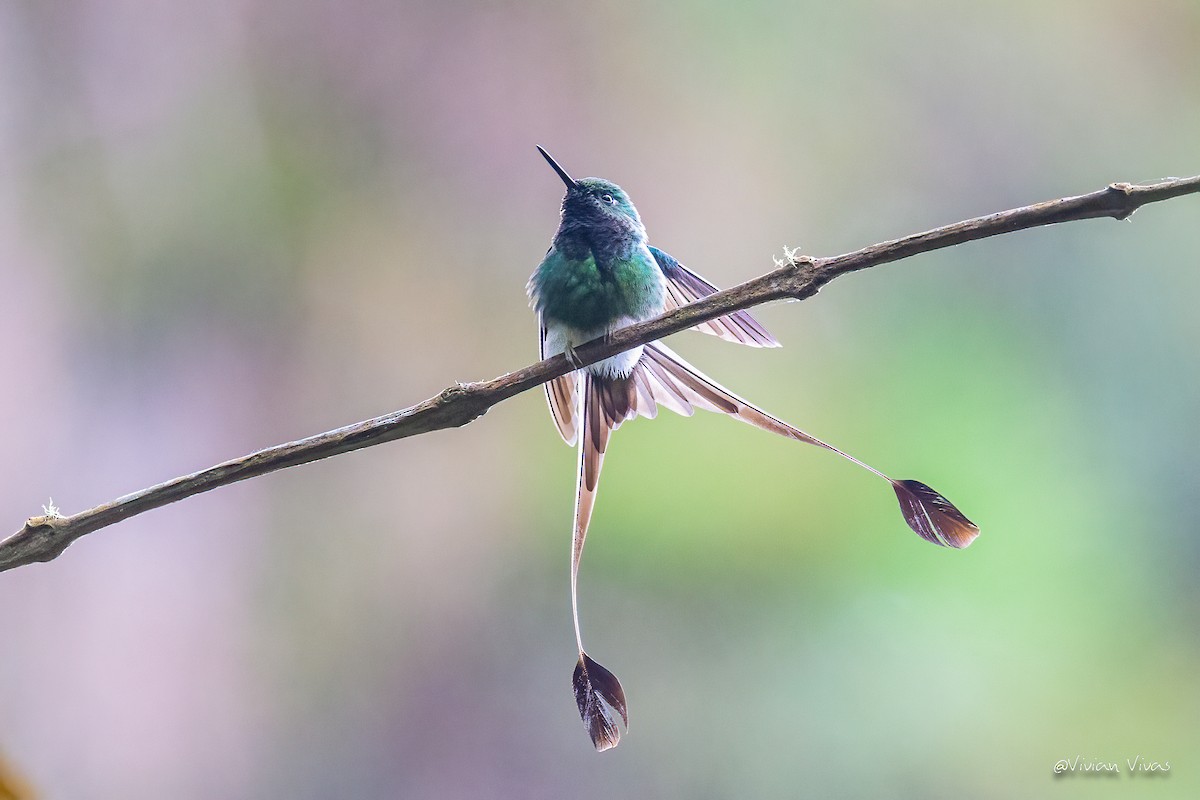 White-booted Racket-tail - ML555607621
