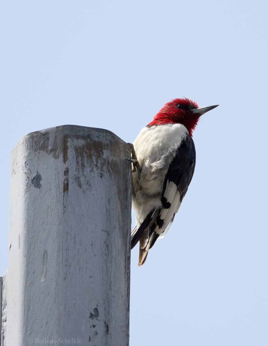 Red-headed Woodpecker - ML555607641