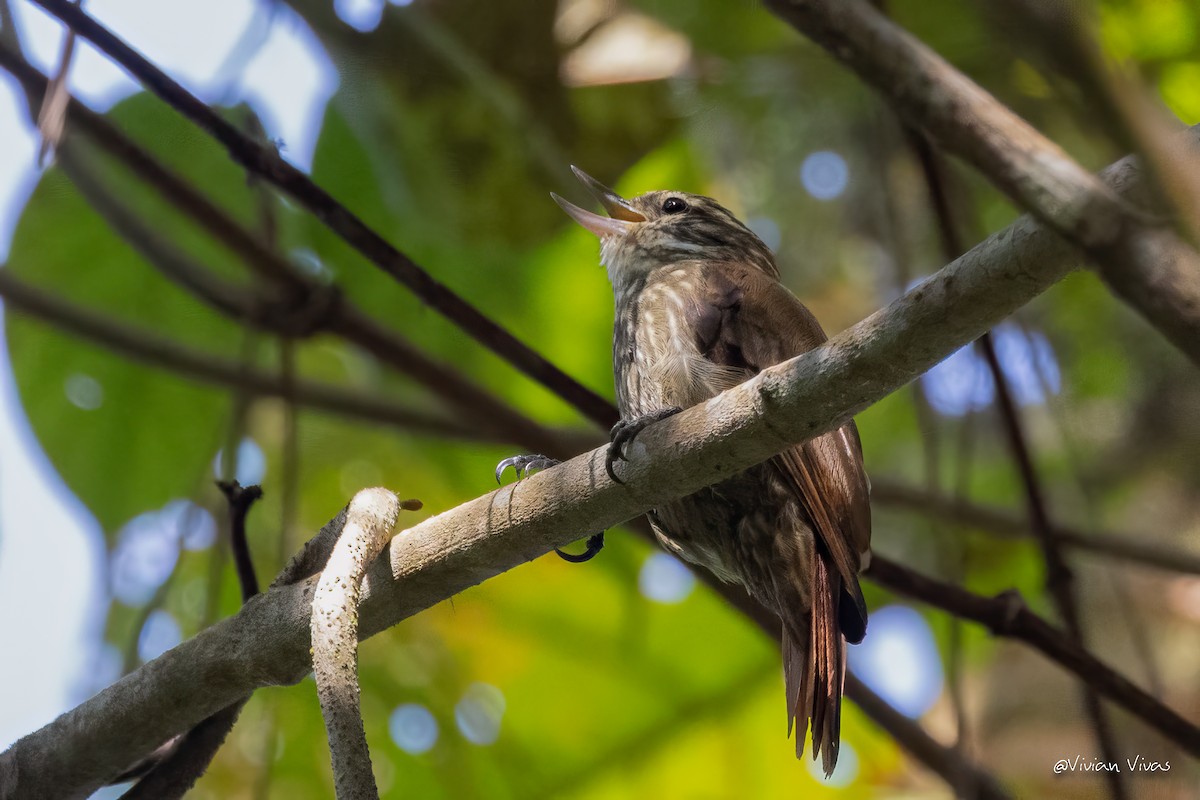 Streaked Xenops - ML555607871