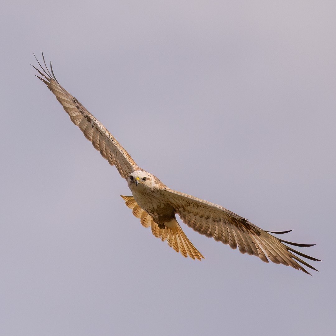 Long-legged Buzzard - ML555608161