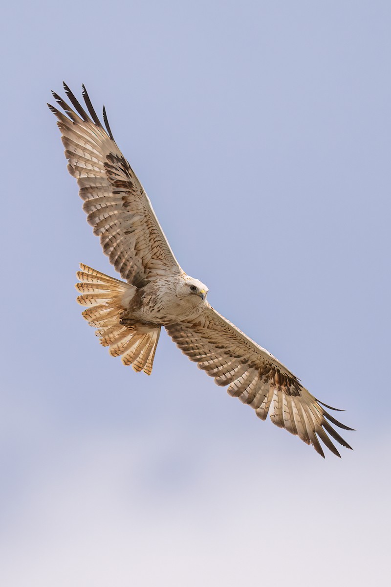 Long-legged Buzzard - ML555608171