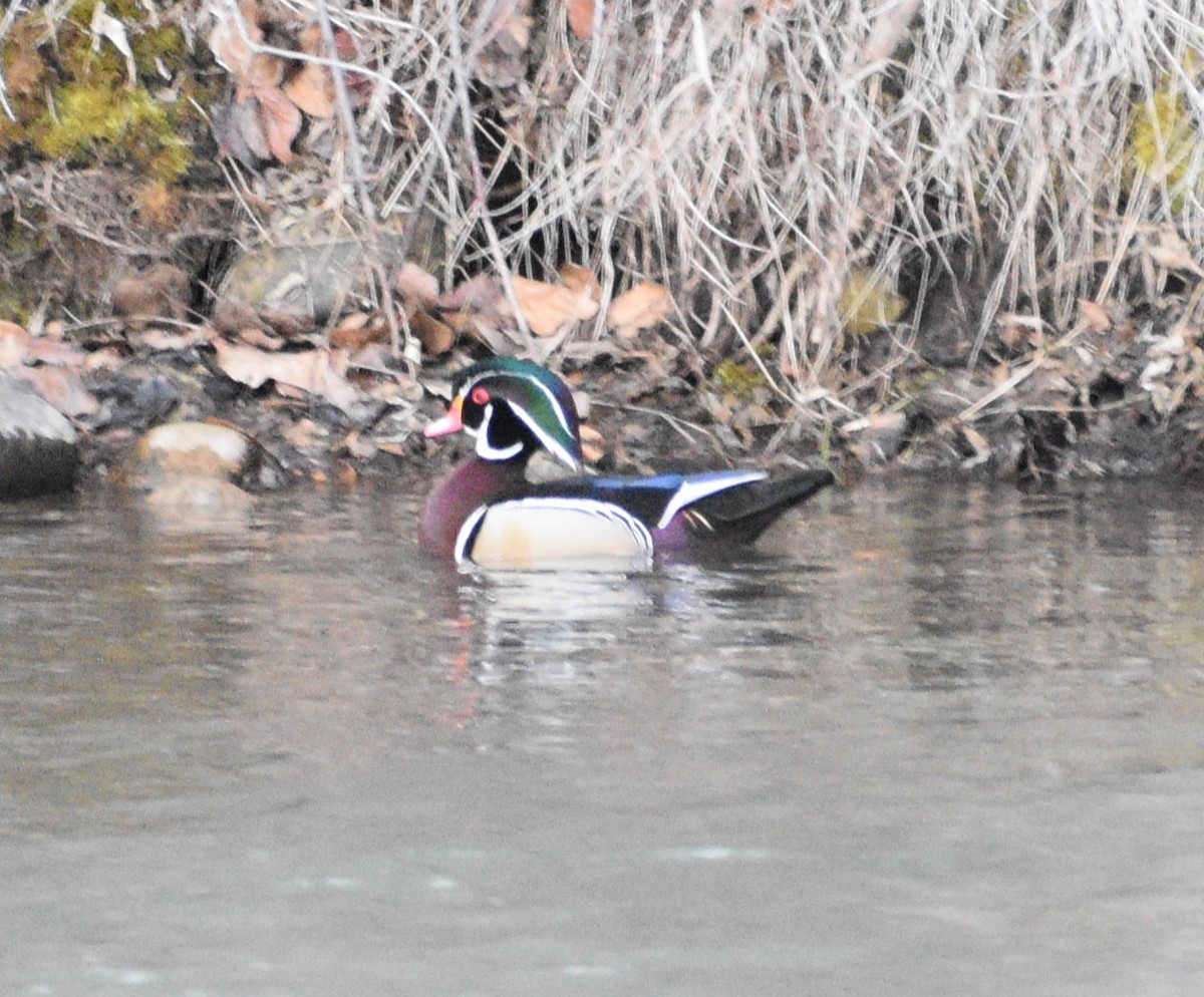 Wood Duck - ML555608431