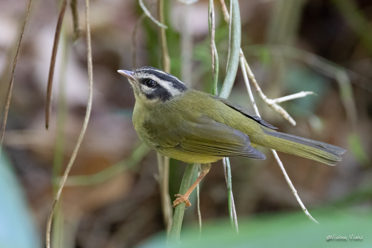 Three-striped Warbler - ML555608571