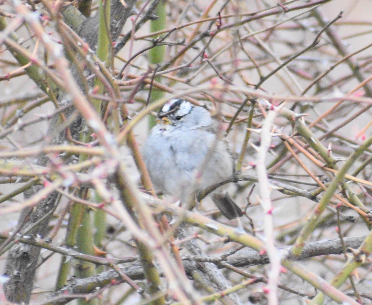 Bruant à couronne blanche - ML555608841