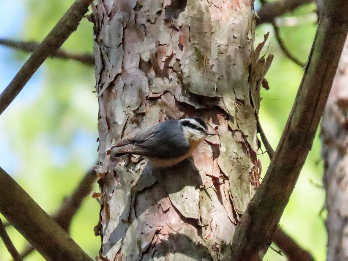 Red-breasted Nuthatch - ML555609151
