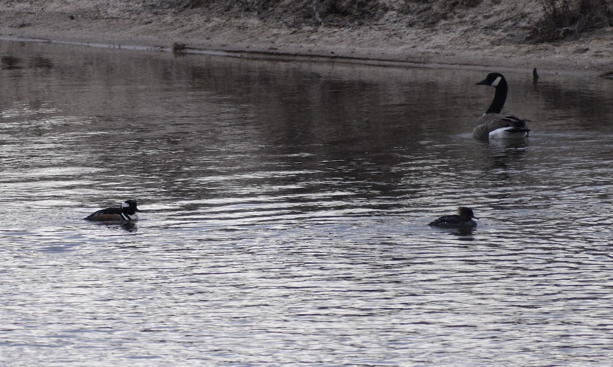 Hooded Merganser - ML555610121