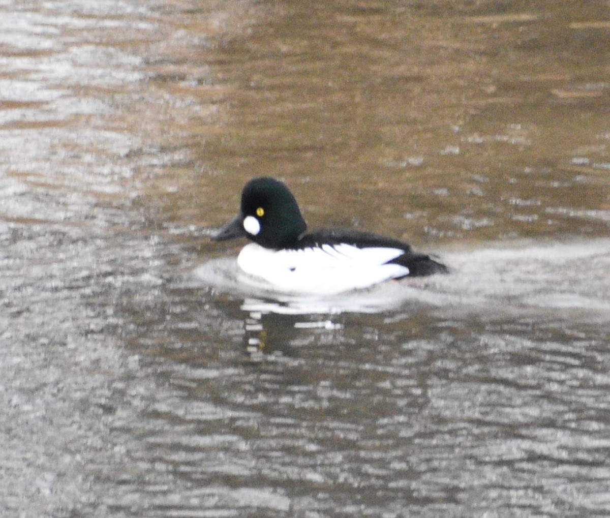 Common Goldeneye - ML555610151