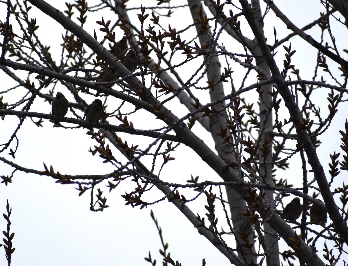 Cedar Waxwing - ML555610221