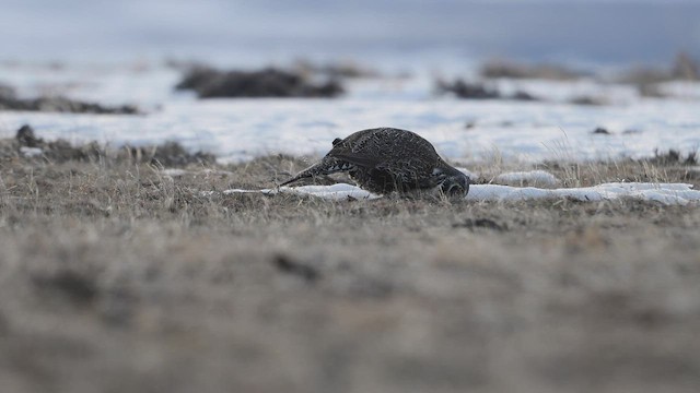 salviejerpe - ML555610301