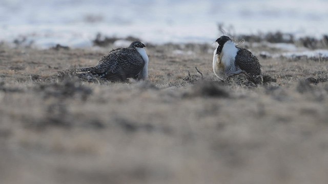 salviejerpe - ML555610391