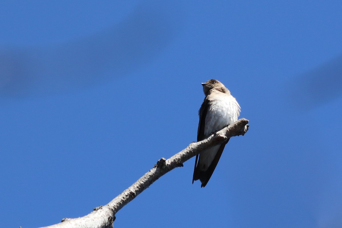 Northern Rough-winged Swallow - ML555610641