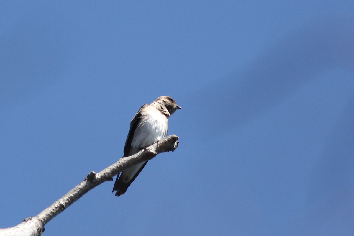 Hirondelle à ailes hérissées - ML555610851