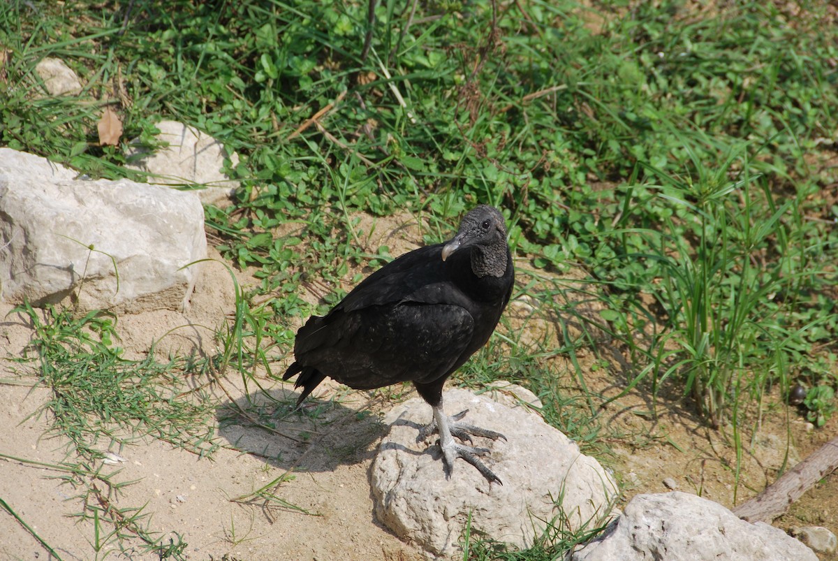 Black Vulture - ML555610891