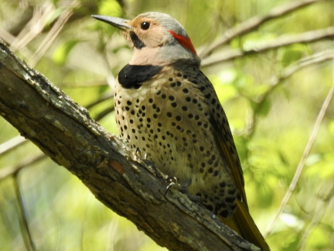 Northern Flicker - ML555611241