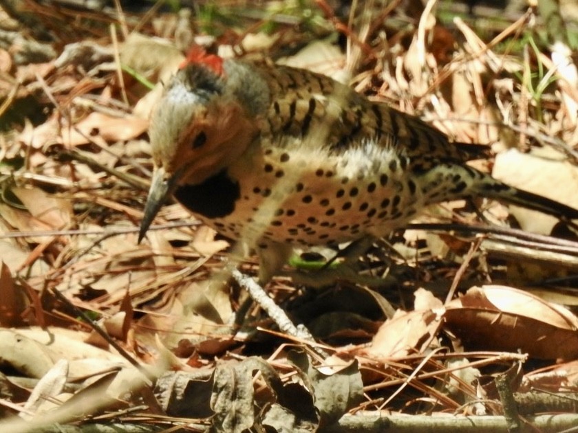 Northern Flicker - ML555611271