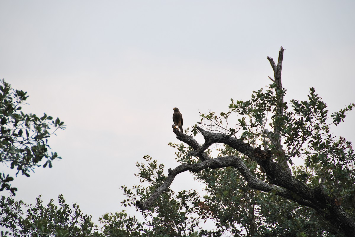 Roadside Hawk - ML555611531