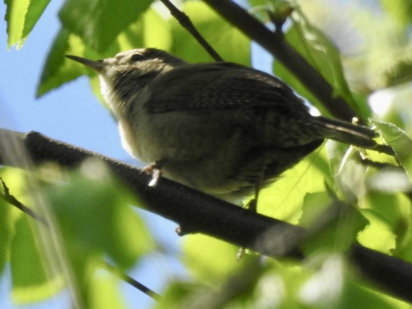 House Wren - Alan Pollard