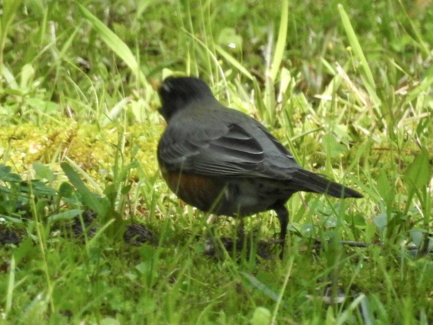 American Robin - Alan Pollard