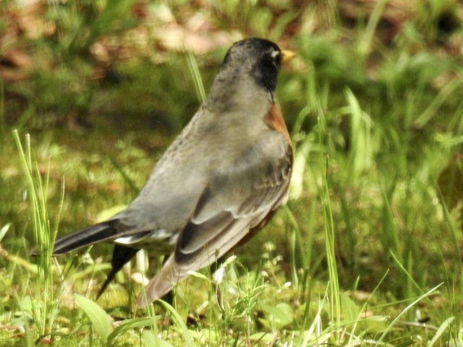 קיכלי נודד - ML555612071