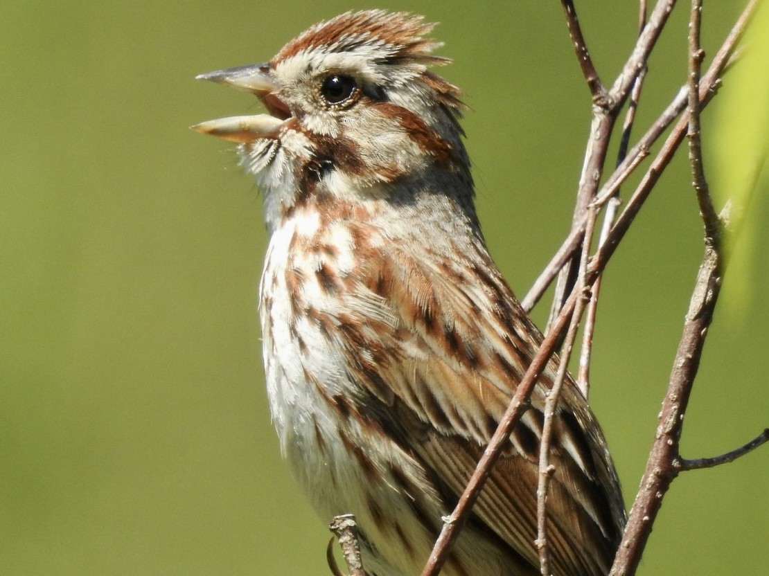 Song Sparrow - Alan Pollard