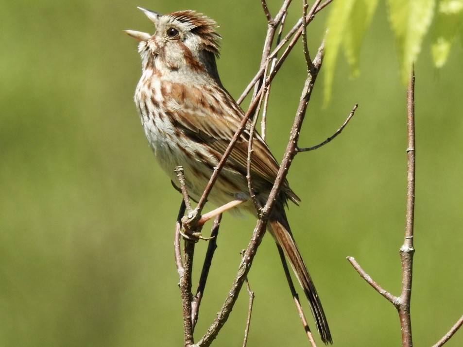 Song Sparrow - ML555612291