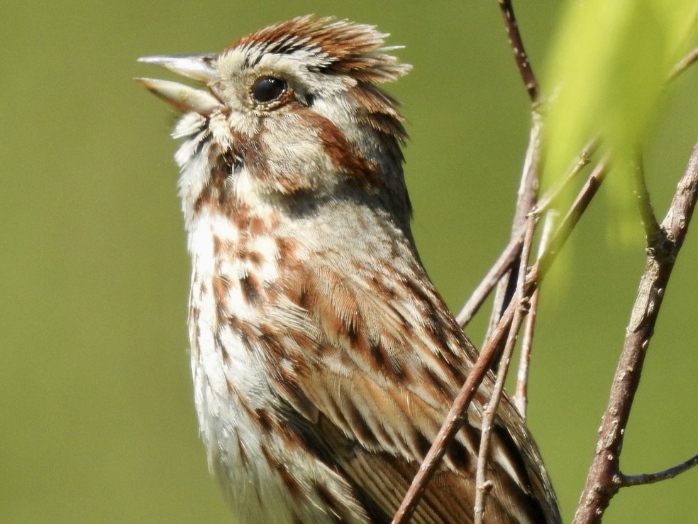 Song Sparrow - Alan Pollard