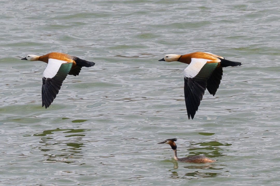 瀆鳧 - ML555612351