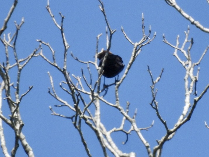 Brown-headed Cowbird - Alan Pollard