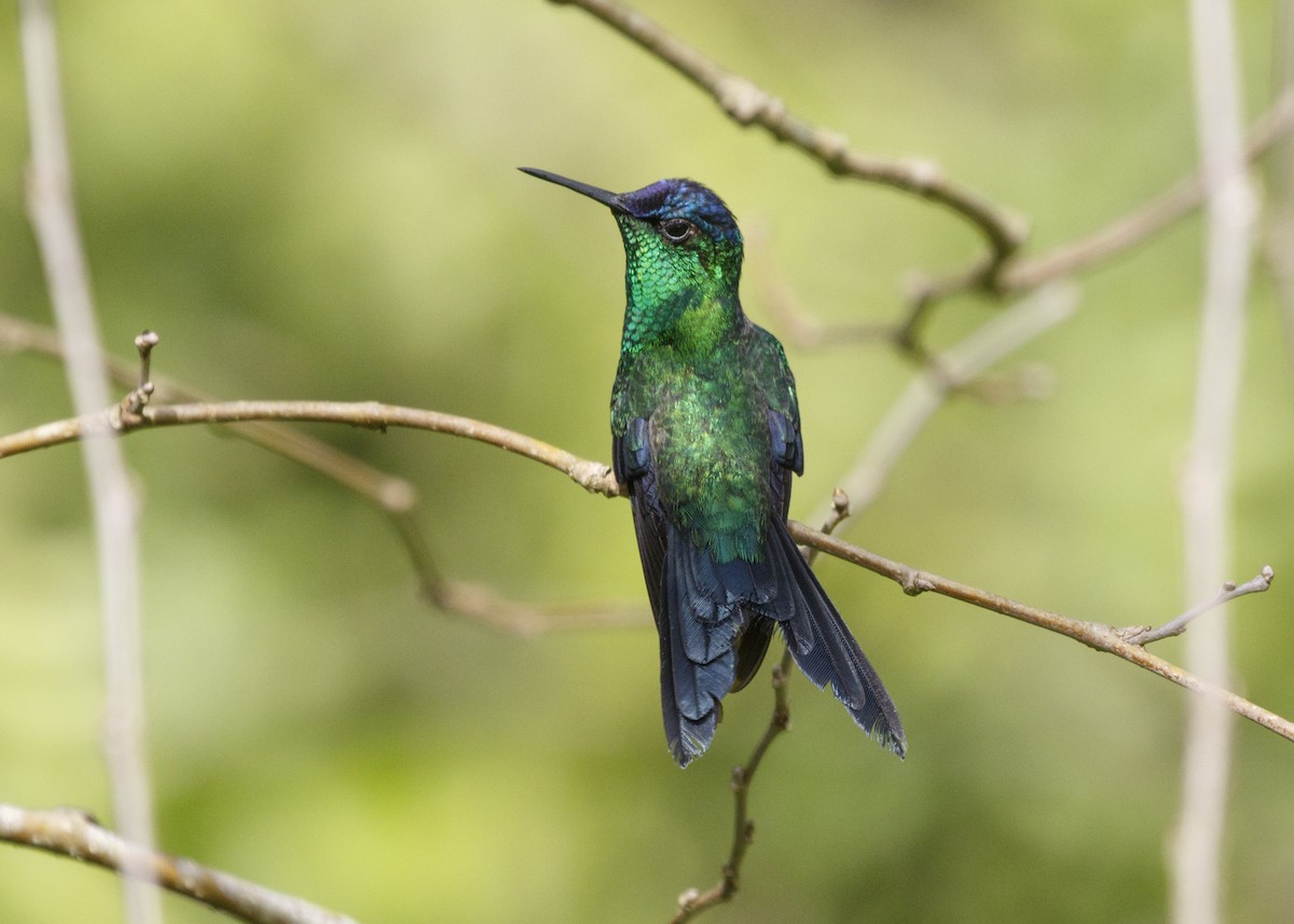 Violet-capped Woodnymph - Silvia Faustino Linhares