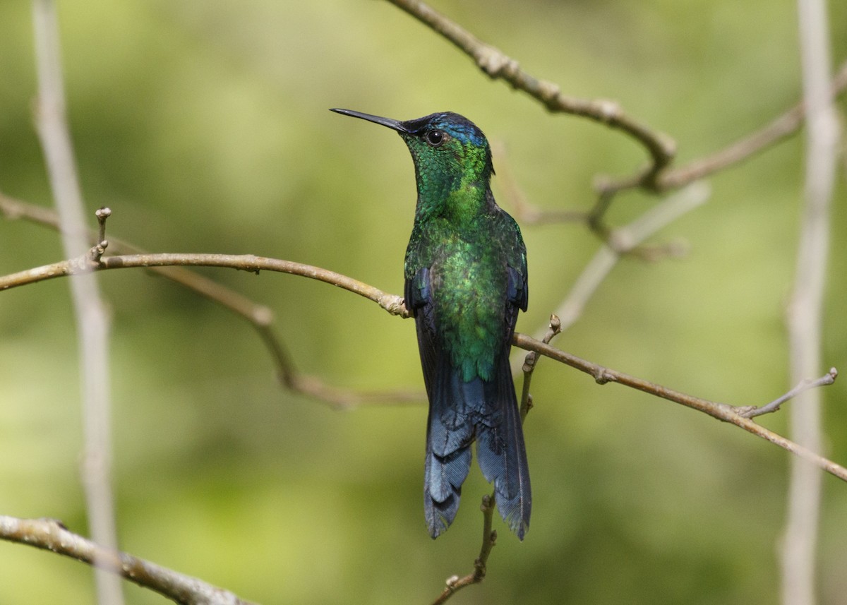 Violet-capped Woodnymph - ML555612521