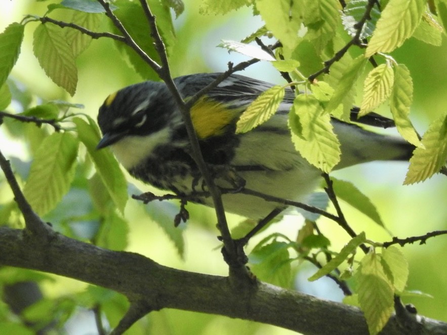 Yellow-rumped Warbler - Alan Pollard