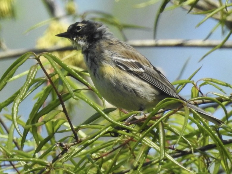 Yellow-rumped Warbler - Alan Pollard