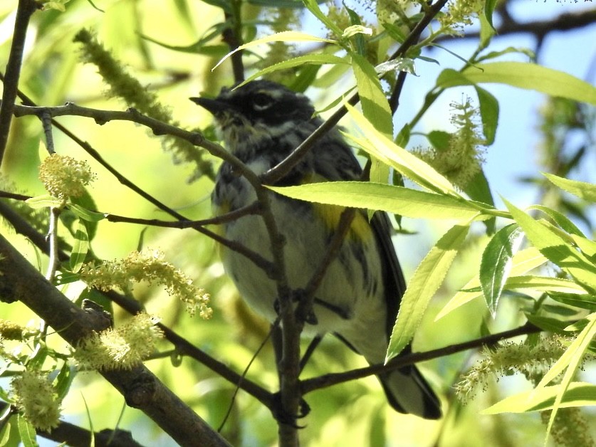 Yellow-rumped Warbler - Alan Pollard