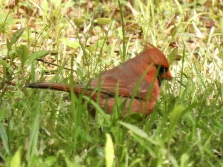 Northern Cardinal - Alan Pollard