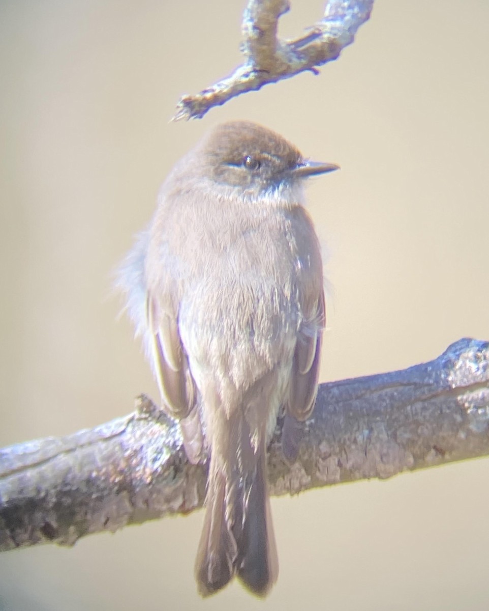 Eastern Phoebe - ML555614621