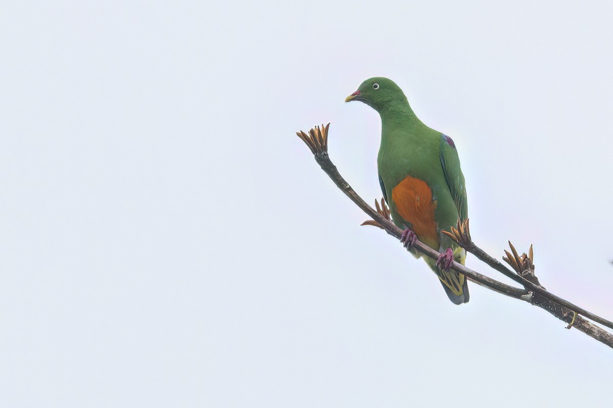 Orange-bellied Fruit-Dove - Dubi Shapiro