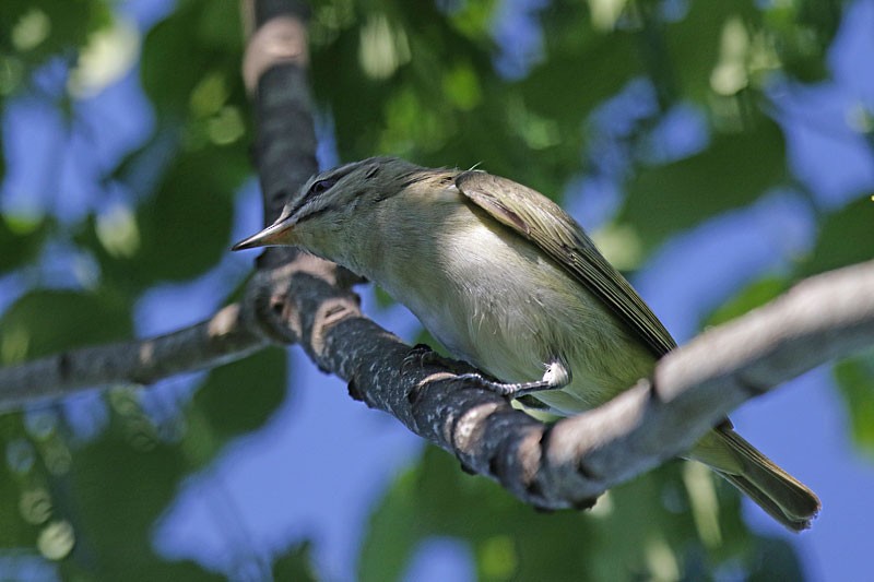 Black-whiskered Vireo - ML55561661