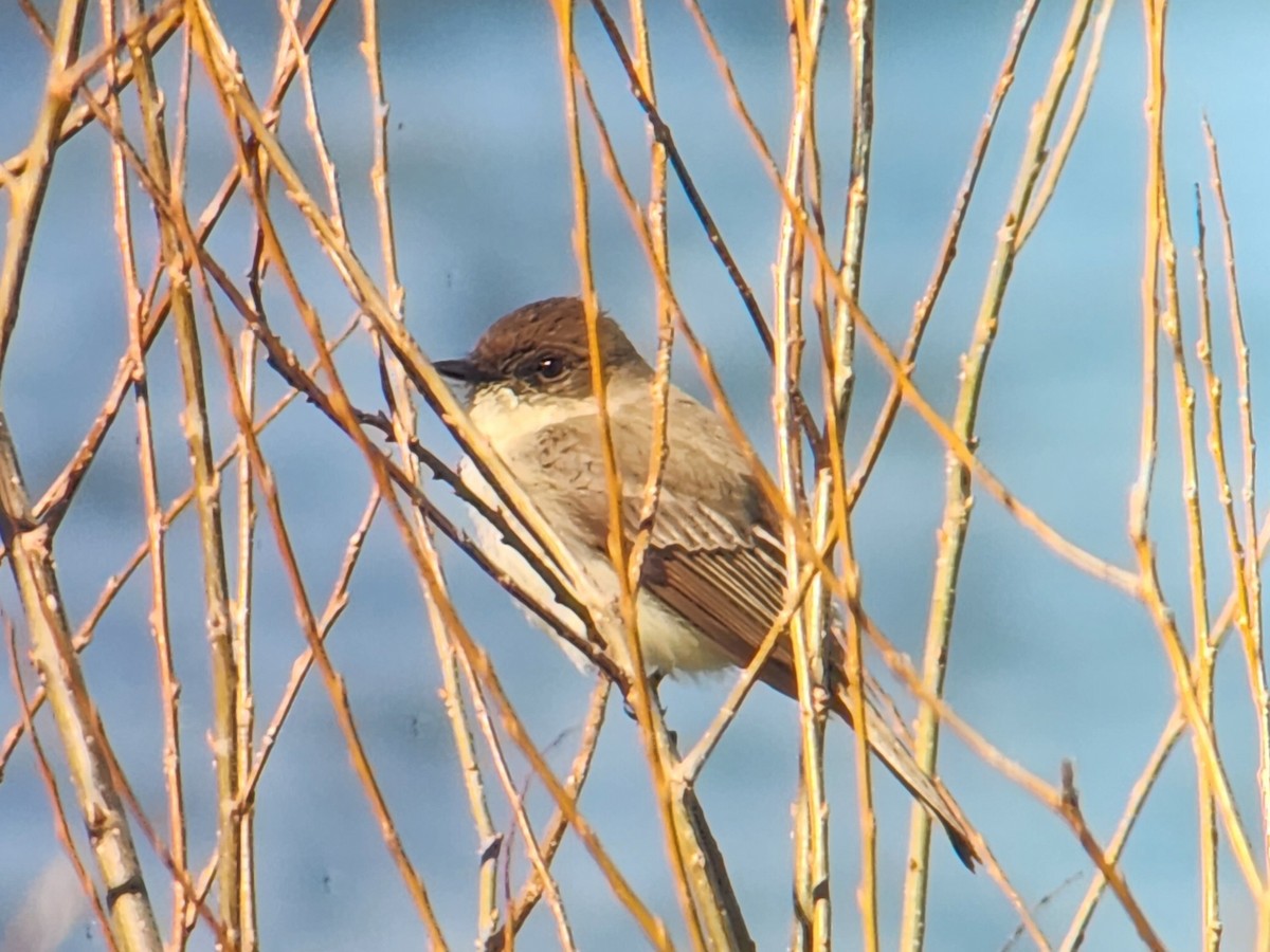 Eastern Phoebe - ML555618431