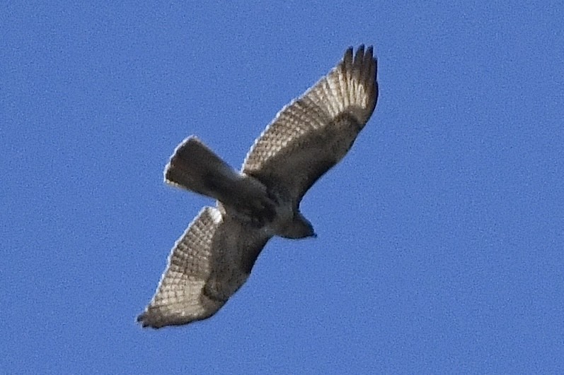 Red-tailed Hawk - ML555618561