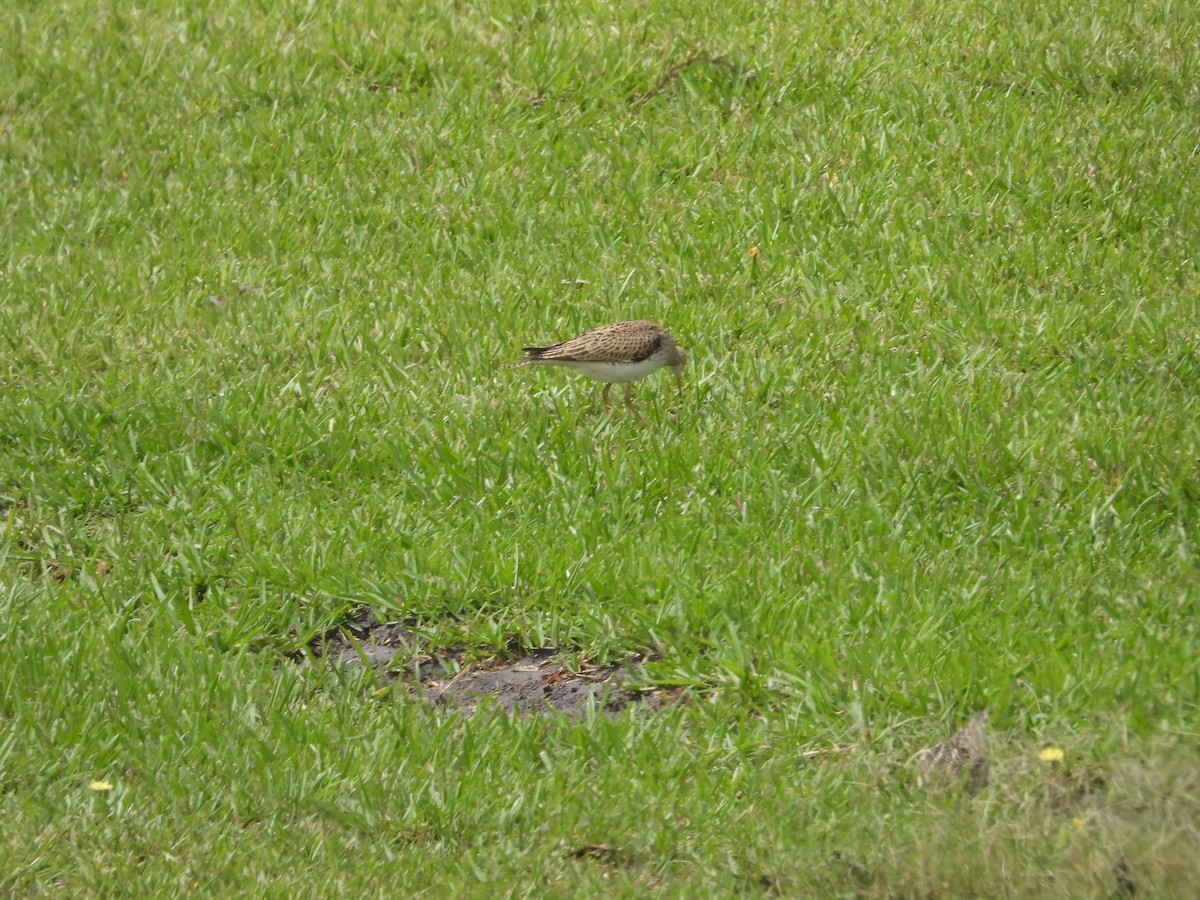 Upland Sandpiper - ML555619301