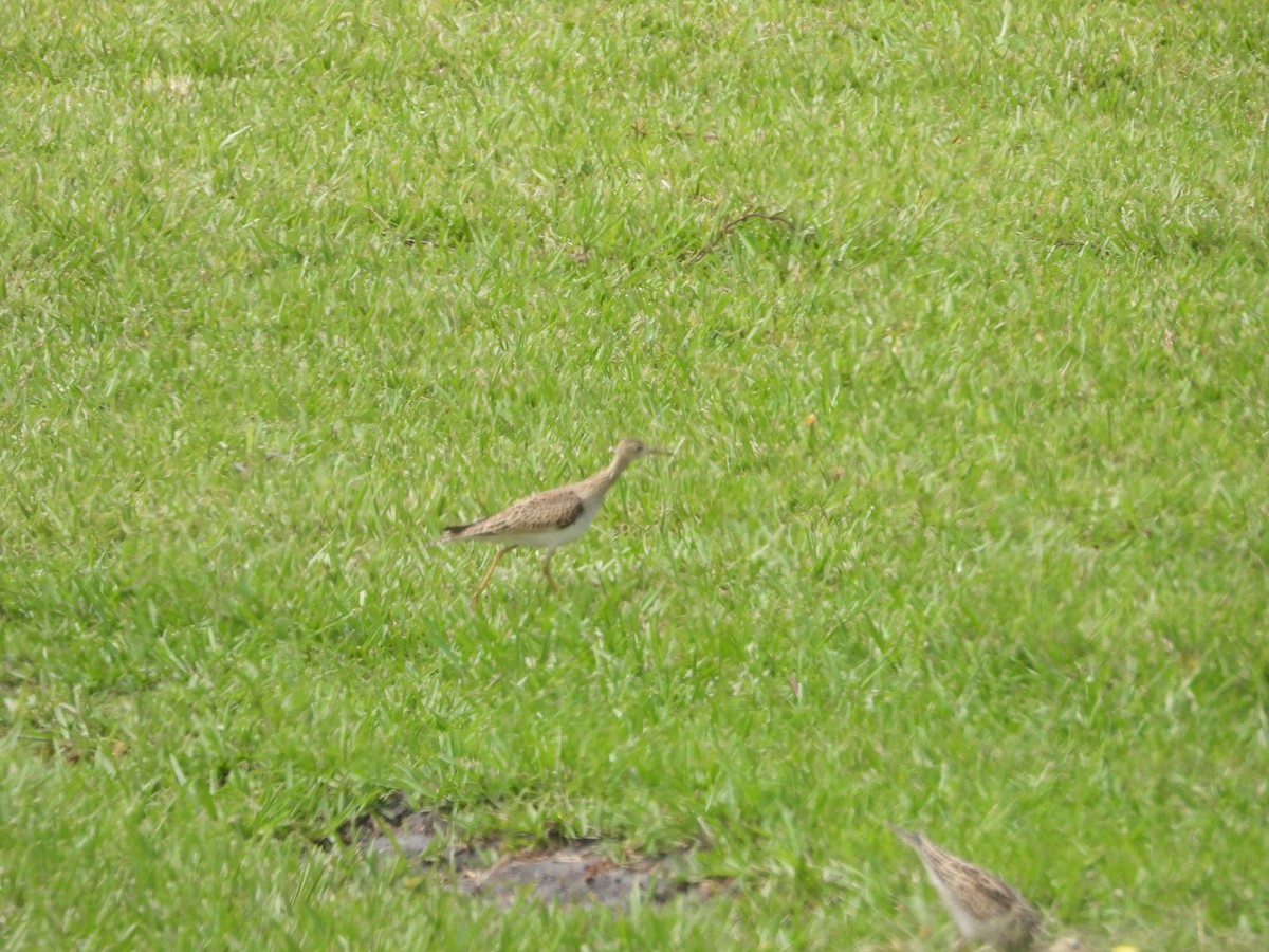 Upland Sandpiper - ML555619311