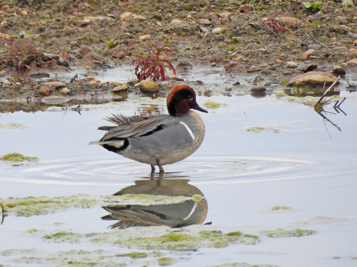 Green-winged Teal - ML555619491