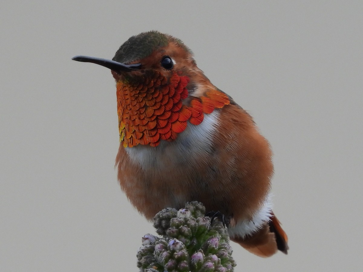 Allen's Hummingbird - ML555619701