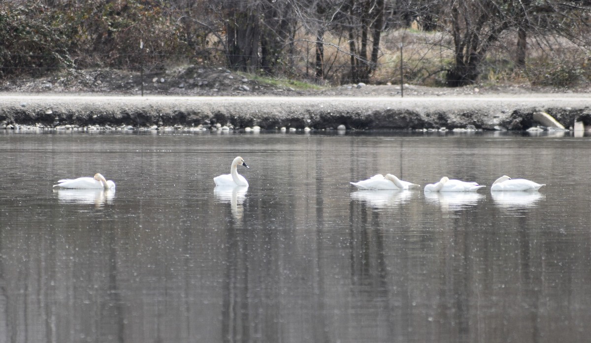 Tundra Swan - ML555620211